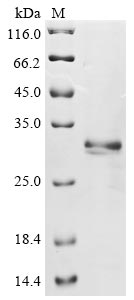 Mouse Epcam protein