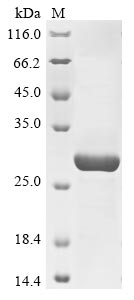 Human ASAH2 protein