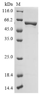 polA protein
