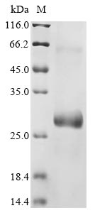 Mouse Pml protein