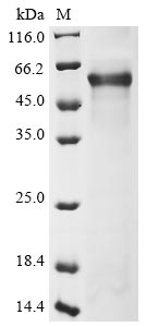 Human PLXNB1 protein