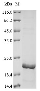 Human MUC5B protein
