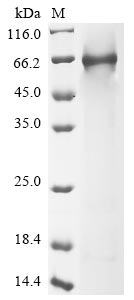 Human C8A protein