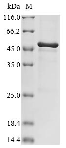 MG281 protein