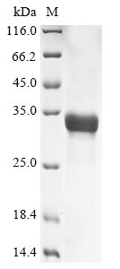 DERP3 protein