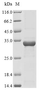 cry1Ia protein