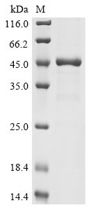 Human C2orf69 protein