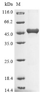 E. coli ubiF protein
