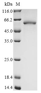 Human LINGO1 protein