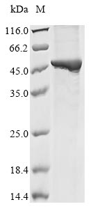 Mouse Gna12 protein
