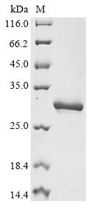 PRL protein
