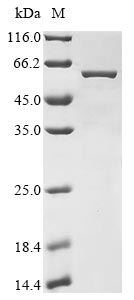 polA protein