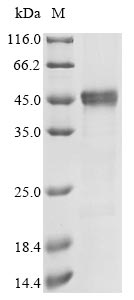 DERP3 protein