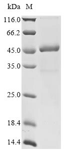 Human TRIM63 protein