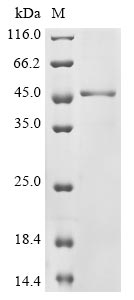 Human ATXN7 protein