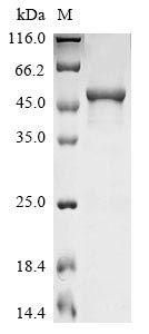 Human SCG2 protein