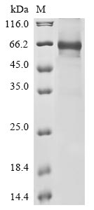 Human C8B protein