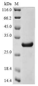 herpesvirus 1 Glycoprotein C protein
