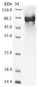 Human C8B protein