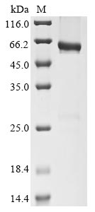Human CD177 protein