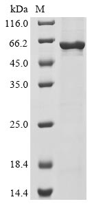 Human CDC20 protein