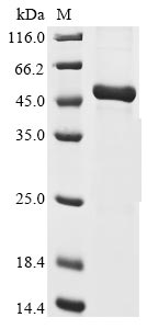 Human CSH2 protein