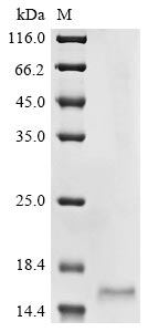 MTR_4g091010 protein