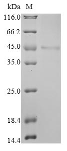 Human C2orf69 protein