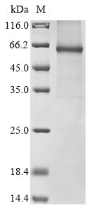 Mouse Otop1 protein