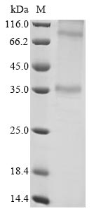 Human ADORA1 protein