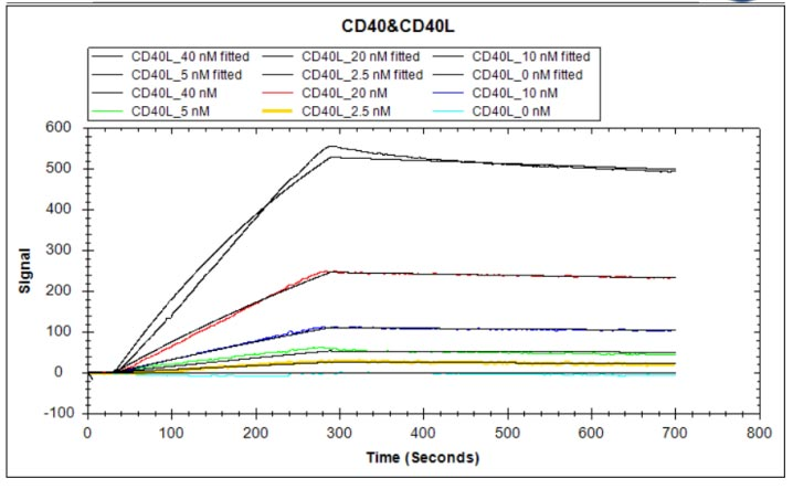 Human CD40 protein