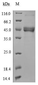 Human TNFSF18 protein