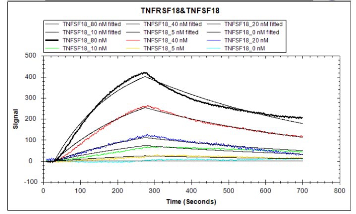 Human TNFSF18 protein