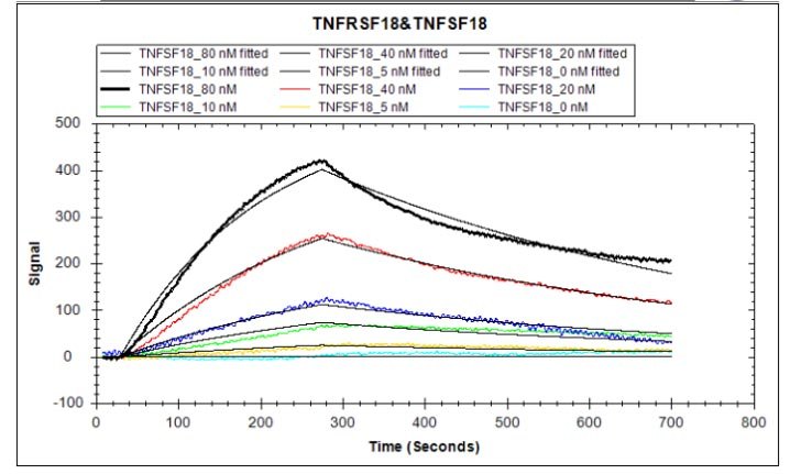Human TNFSF18 protein