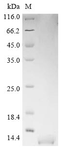 Heteroscodra maculata Delta-theraphotoxin-Hm1a protein