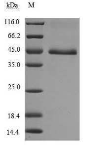 Human TNFRSF18 protein