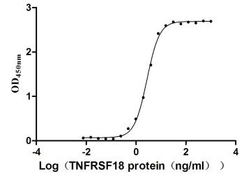Human TNFRSF18 protein