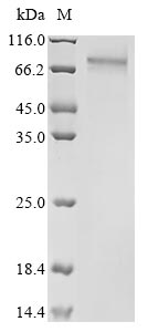Human C2orf69 protein