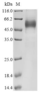 Human IL13 protein