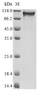 Human PATL1 protein