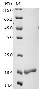 Human SRSF3 protein