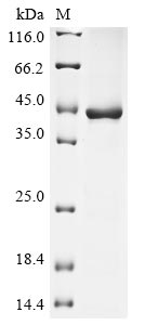 Human PRG2 protein