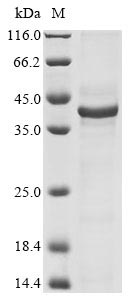 Bovine CSN1S2 protein