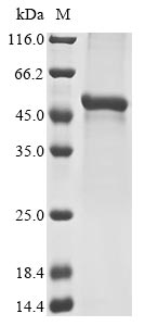 Mouse Fgl2 protein