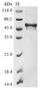 Human MAPT protein