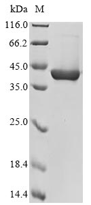 Mouse Chil4 protein