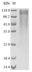 gel4 protein