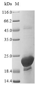 Human PTGES3 protein