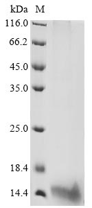 prgJ protein