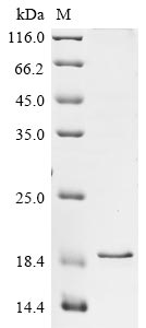 Rat Bcan protein